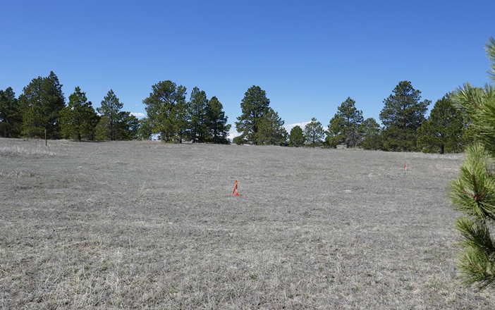 Winsome Colorado (Black Forest)